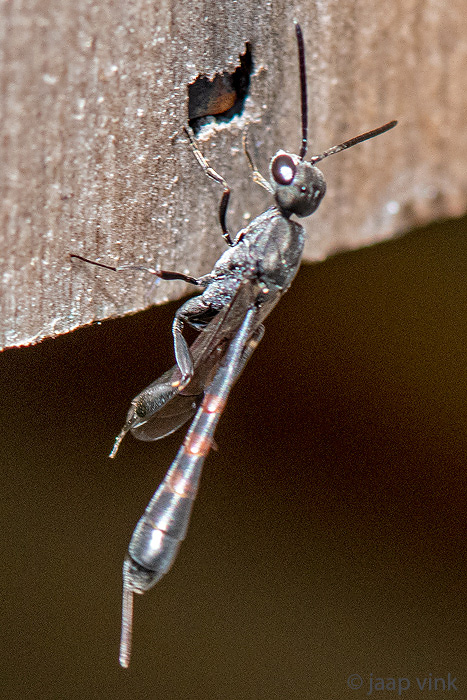 Wild Carrot Wasp - Gasteruption assectator