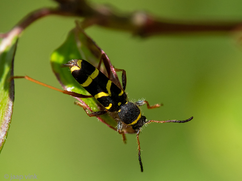 Wasp beetle - Kleine Wespenboktor - Clytus arietis