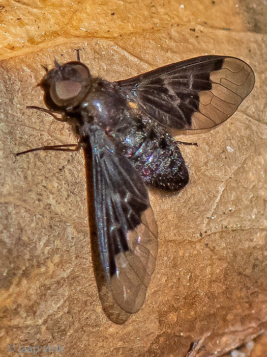 Bombyliidae - Duinrouwzwever - Hemipenthes morio