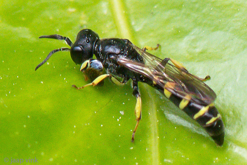 Crabronidae - Kleine Zeefwesp - Crabro peltarius