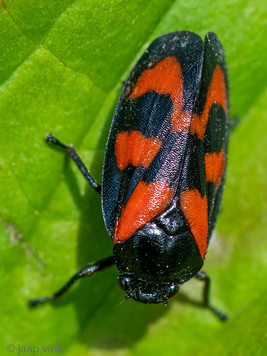 Blac-and-red Froghopper - Bloedcicade - Cercopis vulnerata