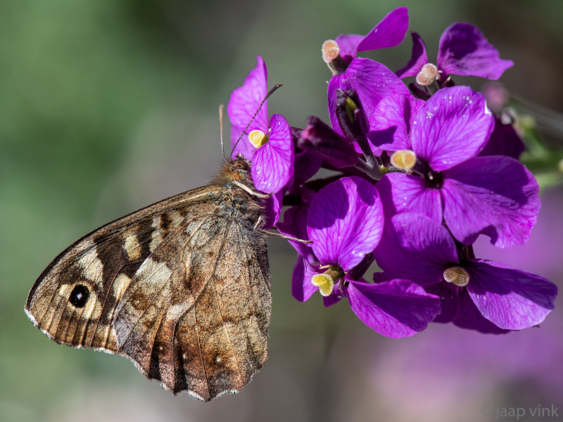 Speckled Wood - Bont Zandoogje - Pararge aegeria