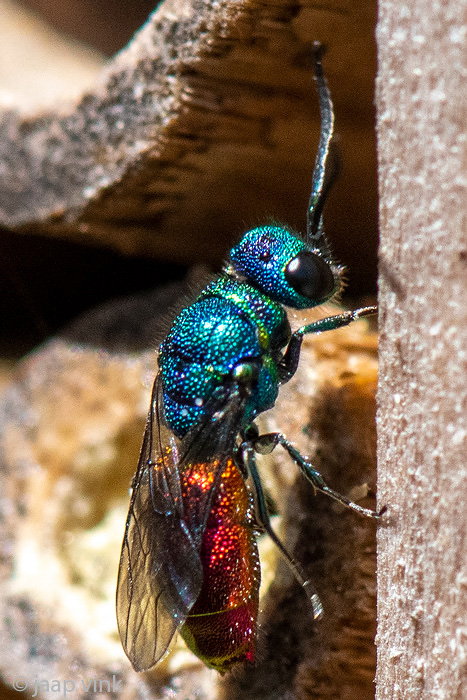 Cuckoo Wasp - Tandgoudwesp - Chrysis spec.