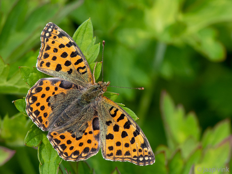 Queen of Spain Fritillary - Kleine Parelmoervlinder -  Issoria lathonia