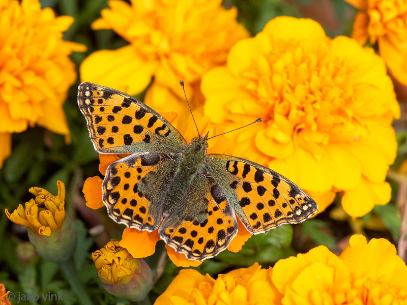 Queen of Spain Fritillary - Kleine Parelmoervlinder -  Issoria lathonia