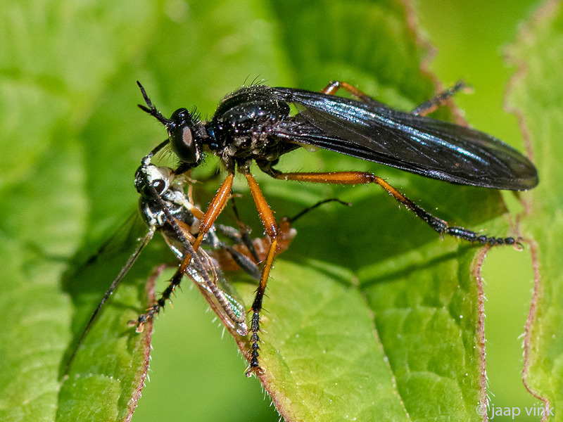 Asilidae - Zwartvlerkbladjager -Dioctria oelandia