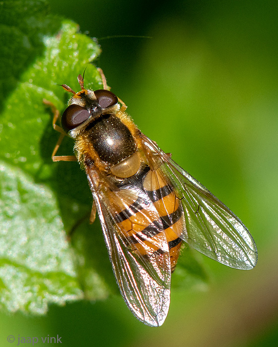 Syrphidae - Zwartbekbandzweefvlieg - Epistrophe melanostoma