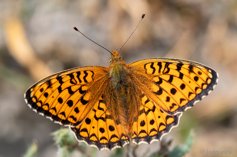 Niobe Fritillary - Duinparelmoervlinder - Argynnis niobe