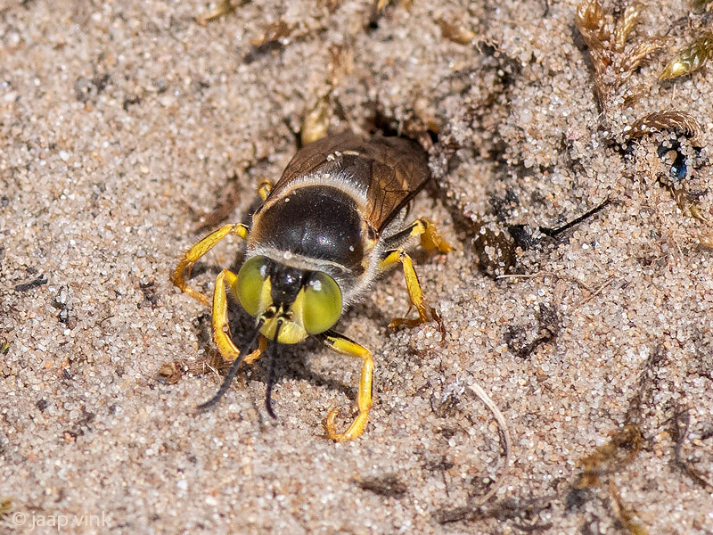 Bembix Sand Wasp - Harkwesp - Bembix rostrata