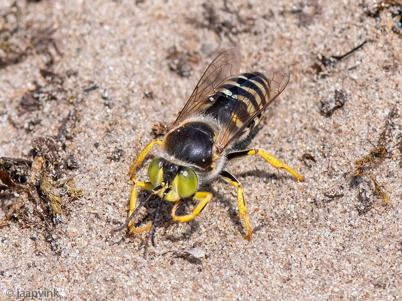 Bembix Sand Wasp - Harkwesp - Bembix rostrata
