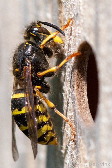Median Wasp - Middelste Wesp - Dolichovespula media