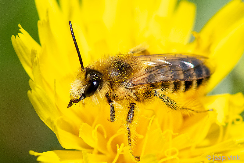 Pantaloon bee - Pluimvoetbij - Dasypoda hirtipes