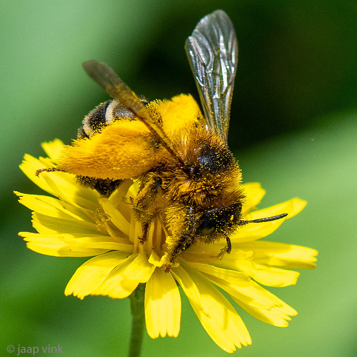 Pantaloon bee - Pluimvoetbij - Dasypoda hirtipes