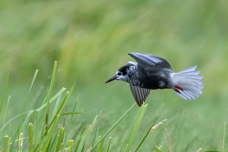 Black Tern - Zwarte Stern - Chlidonias niger