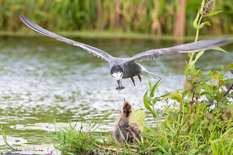 Black Tern - Zwarte Stern - Chlidonias niger