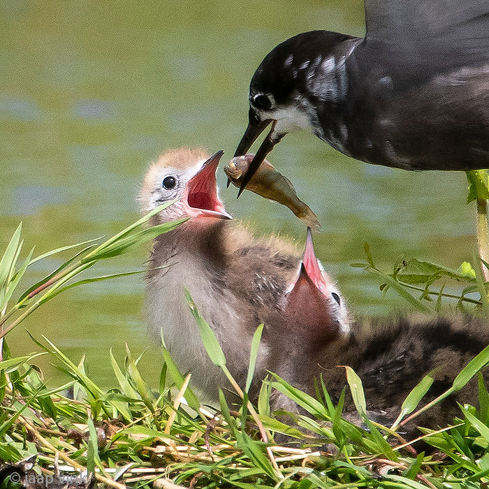 Black Tern - Zwarte Stern - Chlidonias niger