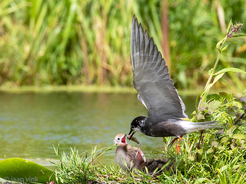 Black Tern - Zwarte Stern - Chlidonias niger