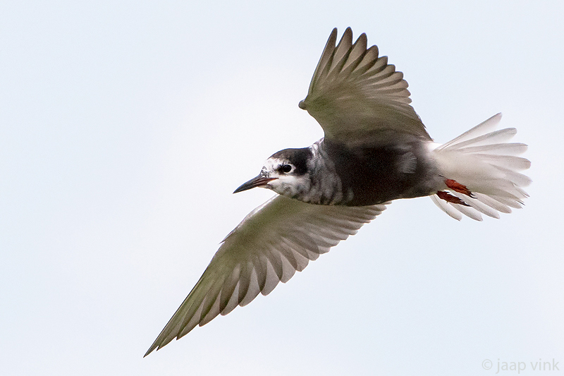 Black Tern - Zwarte Stern - Chlidonias niger