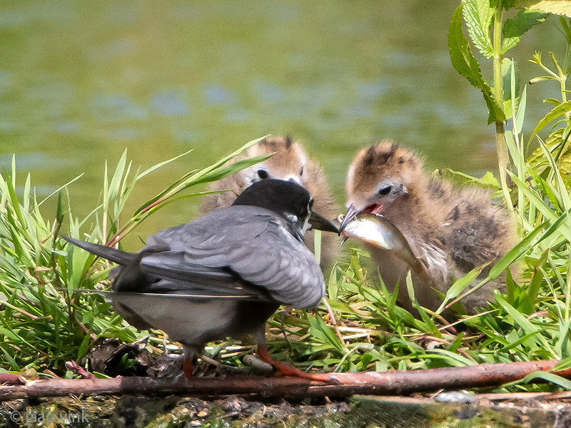 Black Tern - Zwarte Stern - Chlidonias niger