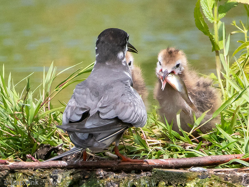 Black Tern - Zwarte Stern - Chlidonias niger