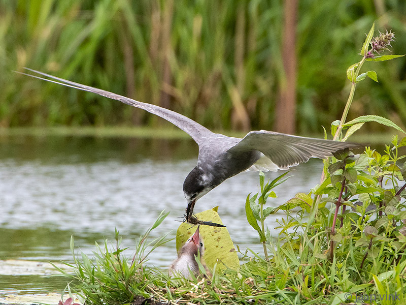 Black Tern - Zwarte Stern - Chlidonias niger