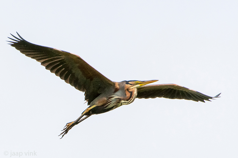 Purple Heron - Purperreiger - Ardea purpurea