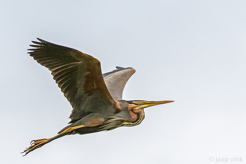 Purple Heron - Purperreiger - Ardea purpurea