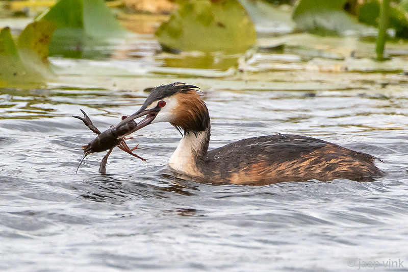 Great Crested Grebe - Fuut - Podiceps cristatus