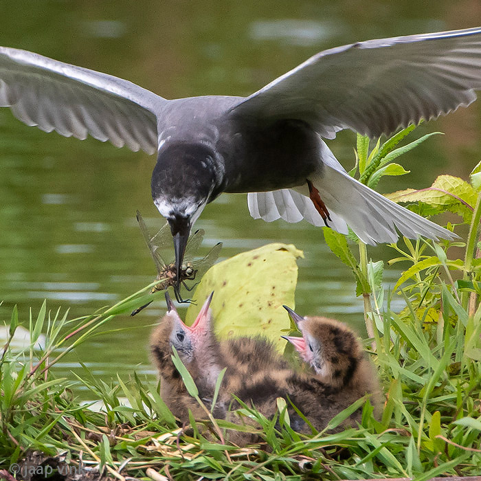 Black Tern - Zwarte Stern - Chlidonias niger