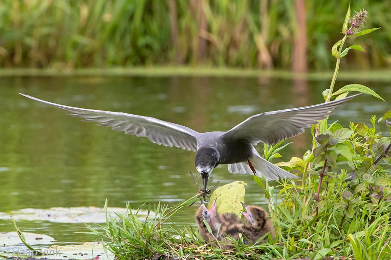 Black Tern - Zwarte Stern - Chlidonias niger