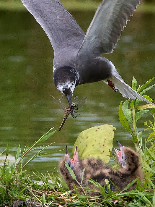 Black Tern - Zwarte Stern - Chlidonias niger