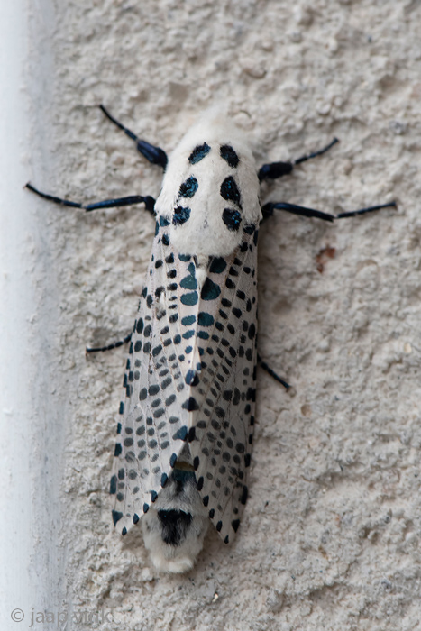 Wood Leopard Moth - Gestippelde Houtvlinder - Zeuzera pyrina