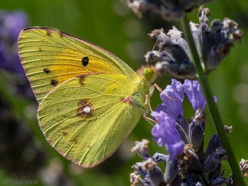 Clouded Yellow - Oranje Luzernevlinder - Colias croceus