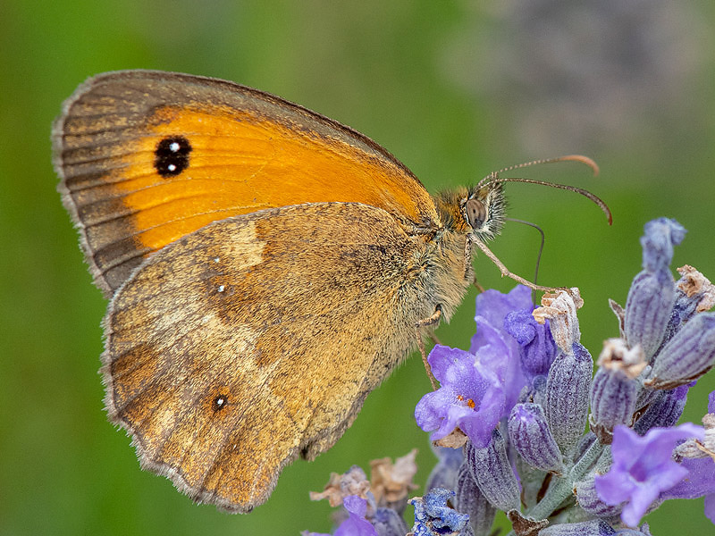 Gatekeeper - Oranje Zandoogje - Pyronia tithonus