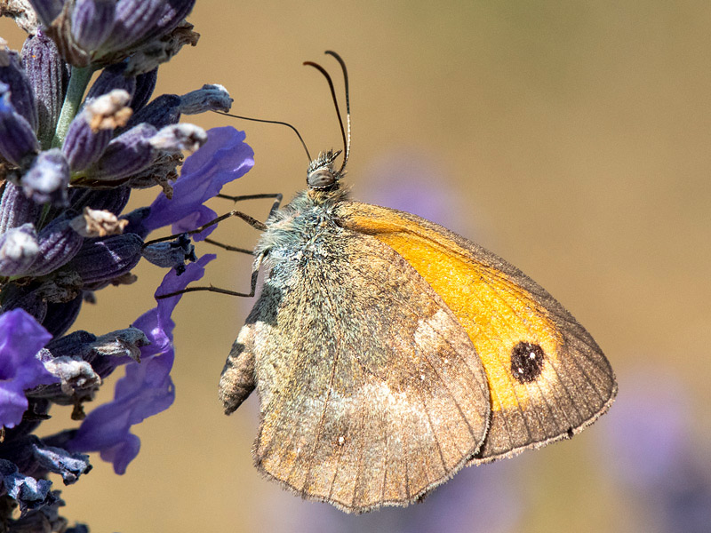 Gatekeeper - Oranje Zandoogje - Pyronia tithonus