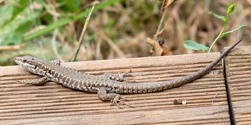 Common Wall Lizard - Muurhagedis - Podarcis muralis