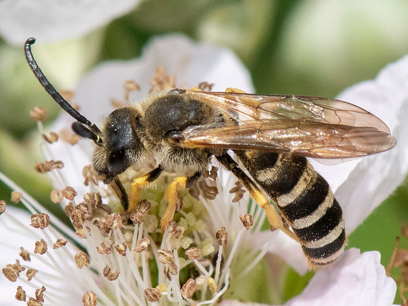 Great Banded Furrow-bee - Breedbandgroefbij - Halictus scabiosae