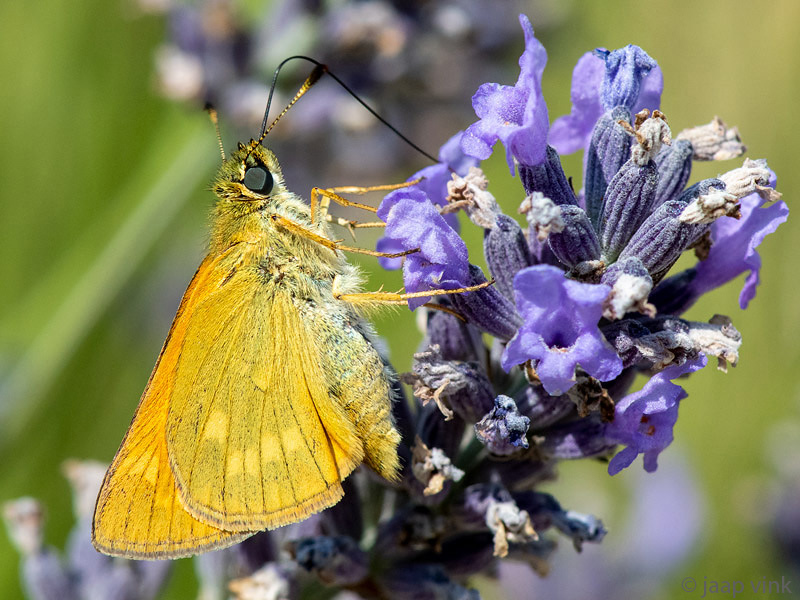 Large Skipper - Groot Dikkopje - Ochlodes sylvanus