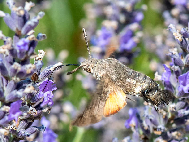 Hummingbird Hawk-moth - Kolibrievlinder - Macroglossum stellatarum
