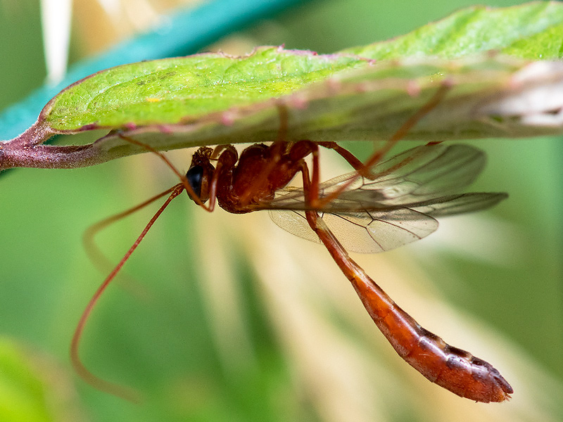  Ophioninae - Sluipwesp - Ophion spec