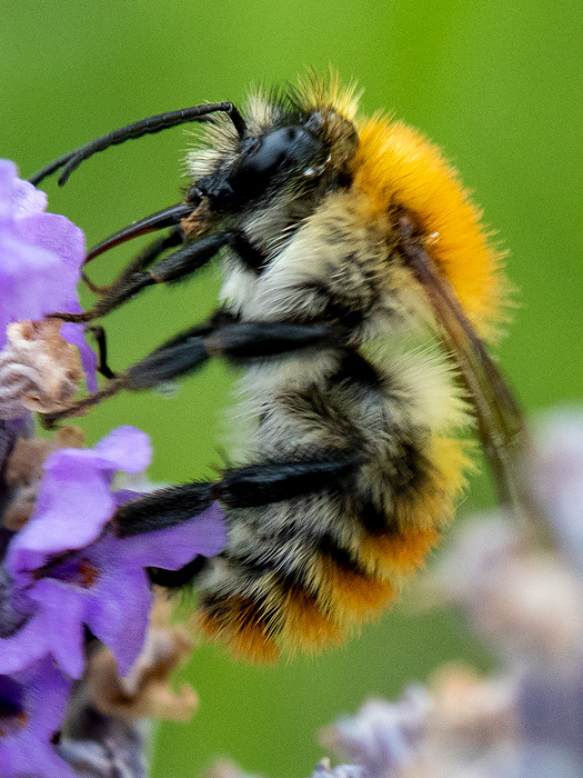 Common Carder Bee - Akkerhommel - Bombus pascuorum