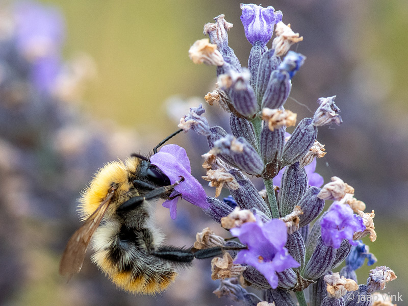 Common Carder Bee - Akkerhommel - Bombus pascuorum