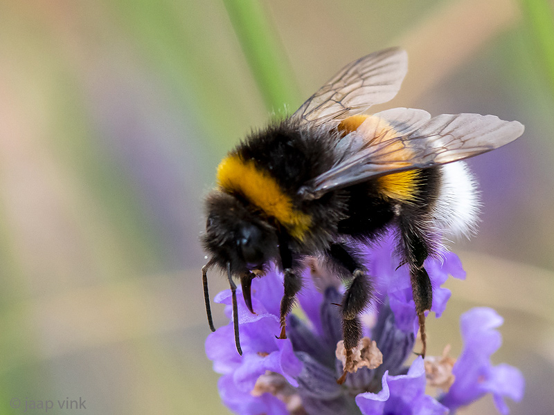 Buff-tailed Bumblebee - Aardhommel - Bombus terrestris