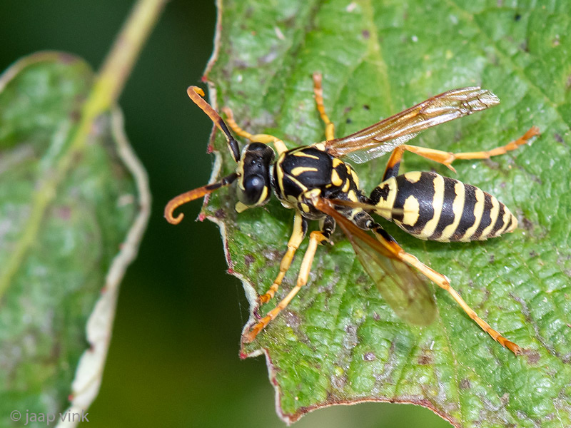 European Paper Wasp - Franse Veldwesp - Polistes dominula