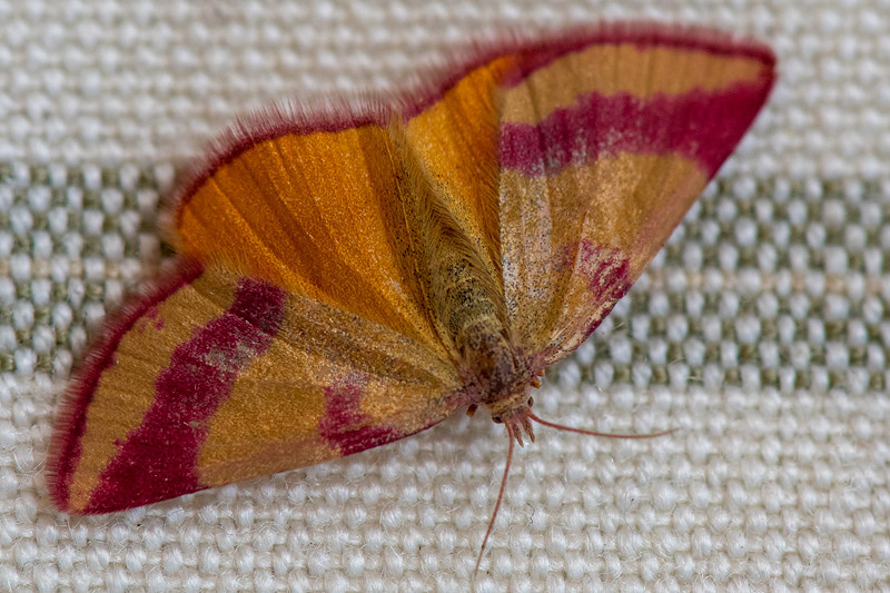 Geometridae - Zuringspanner - Lythria cruentaria