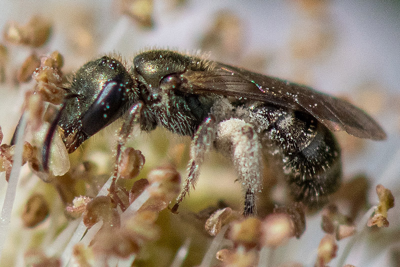 Halictidae - Langkopsmaragdgroefbij - Lasioglossum morio