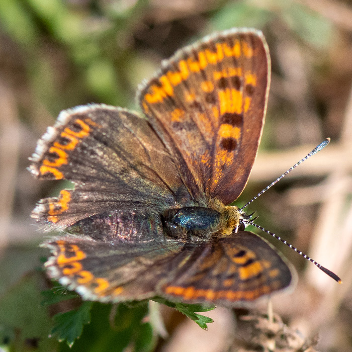 Sooty Copper - Bruine Vuurvlinder - Lycaena tityrus