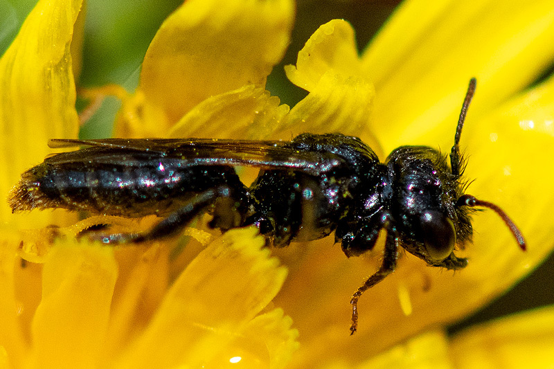 Panurginae - Kleine Roetbij - Panurgus calcaratus