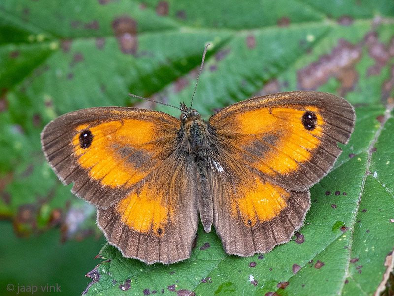 Gatekeeper - Oranje Zandoogje - Pyronia tithonus