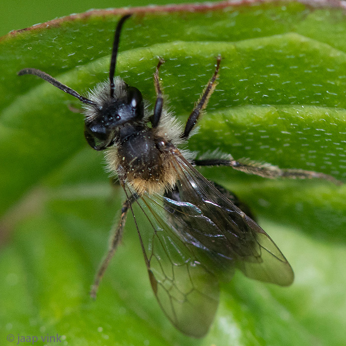 Mining bee - Gewone Rozenzandbij - Andrena fucata